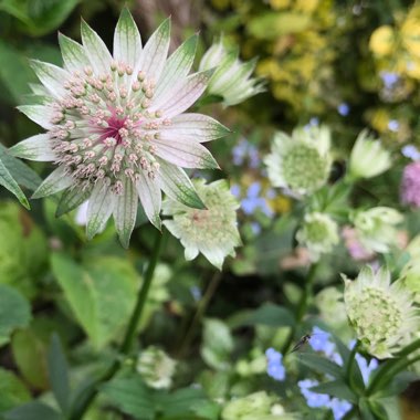 Astrantia