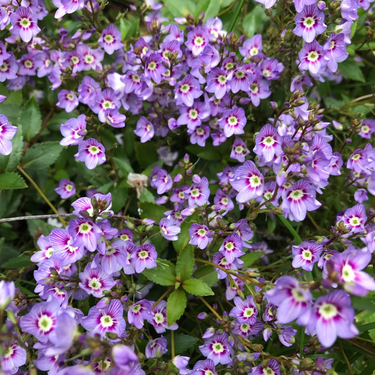 Plant image Parahebe 'Porlock'