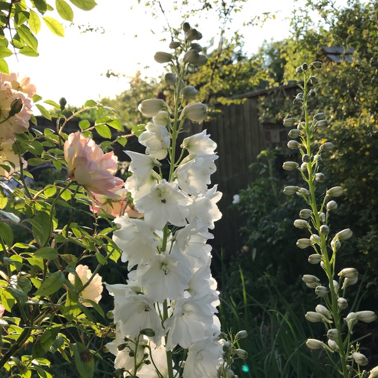 Plant image Delphinium 'Excalibur Pure White'