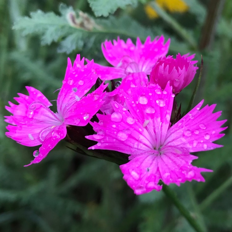 Plant image Dianthus carthusianorum