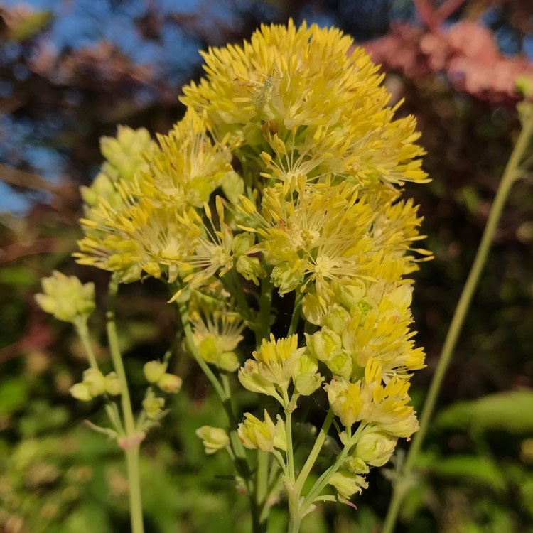 Plant image Thalictrum flavum subsp. glaucum syn. Thalictrum flavum 'Glauca' ; Thalictrum speciosissimum