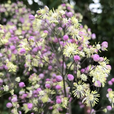 Thalictrum ‘Anne'