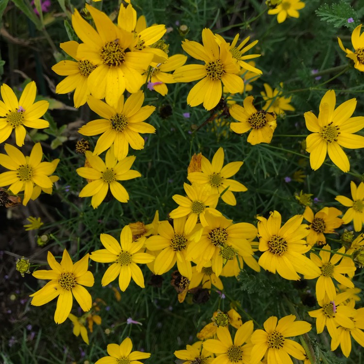 Plant image Coreopsis verticillata 'Zagreb'