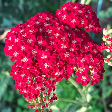 Yarrow 'Red Velvet'