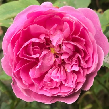 Rose 'Harlow Carr' (Shrub)