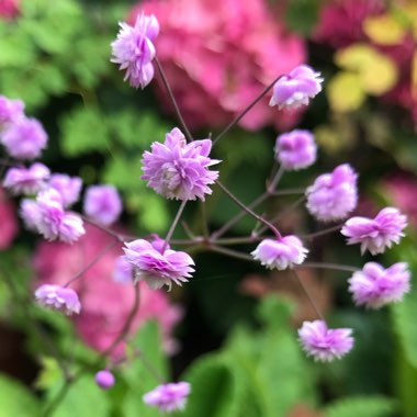 Chinese Meadow Rue 'Hewitts Double'