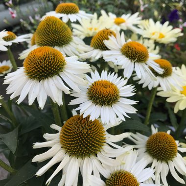 Coneflower 'White Meditation'