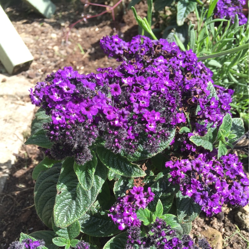 Heliotropium arborescens 'Marine'