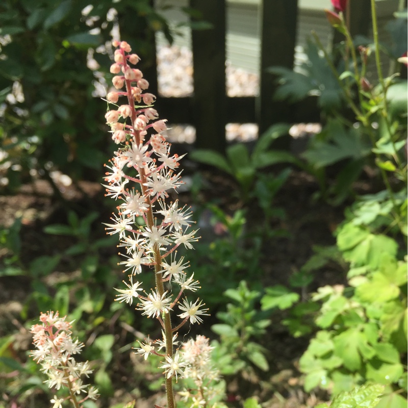 Tiarella cordifolia