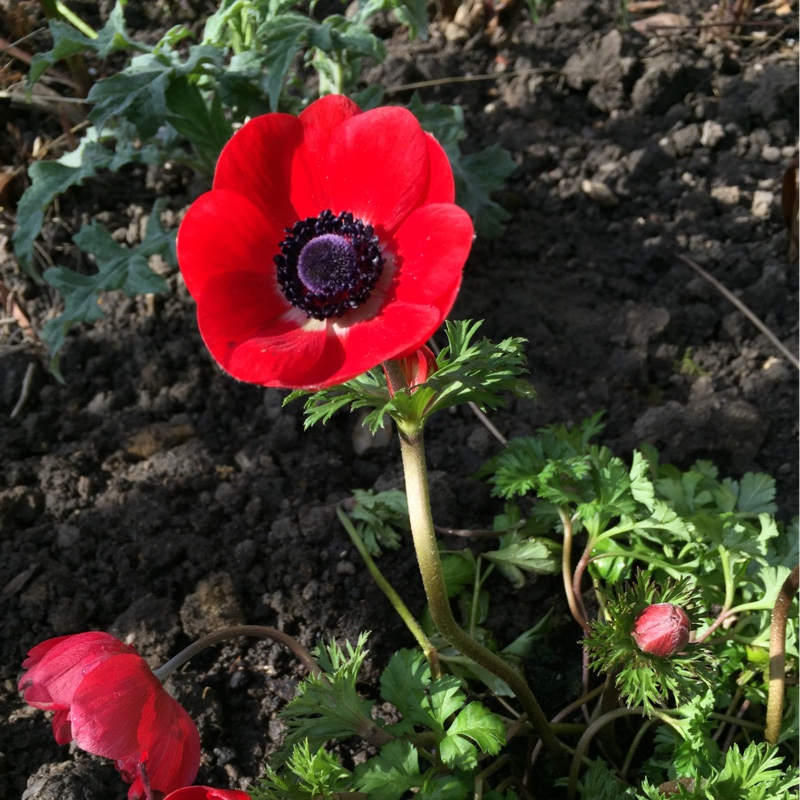 Anemone coronaria De Caen (Mix)