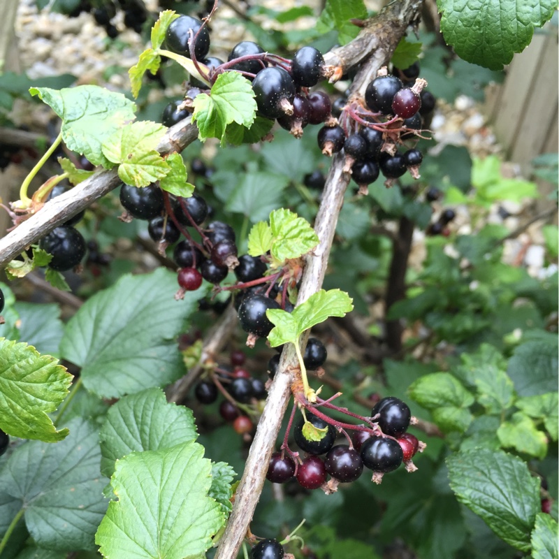 Ribes nigrum 'Ben Lomond'