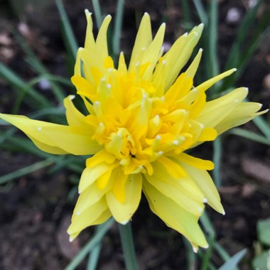 Narcissus 'Rip van Winkle' syn. Narcissus 'Plenus'