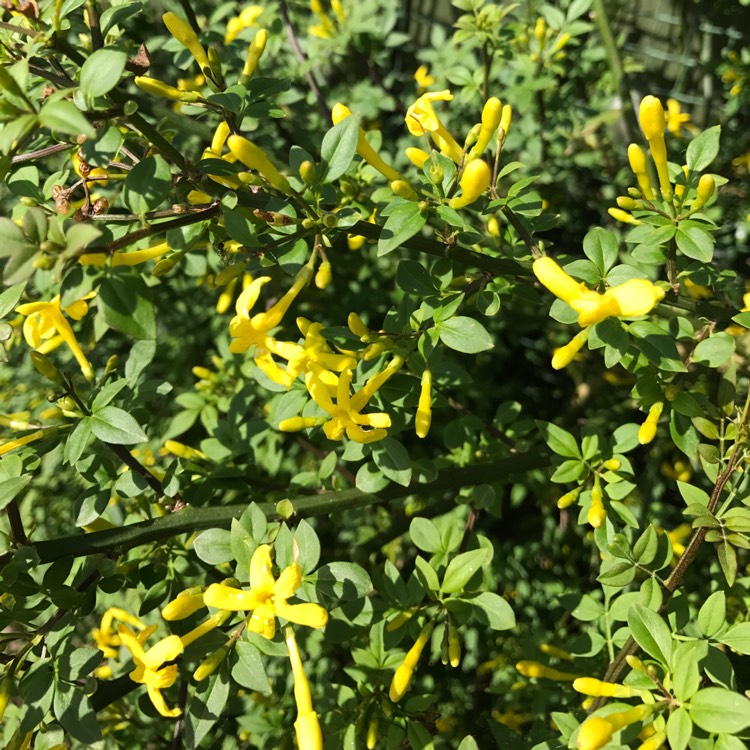 Plant image Jasminum humile 'Revolutum'