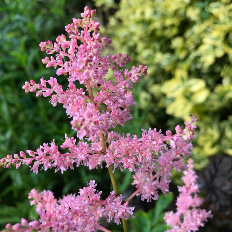 Plant image Astilbe simplicifolia 'Sprite'