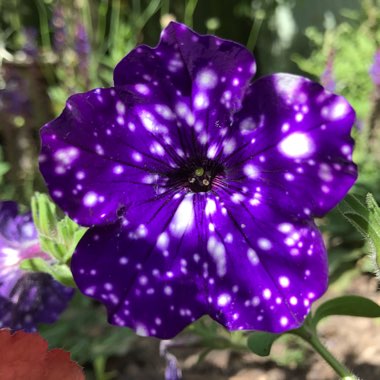 Petunia 'Kleph15313' syn. Petunia 'Night Sky', Petunia 'Headliner Night Sky'