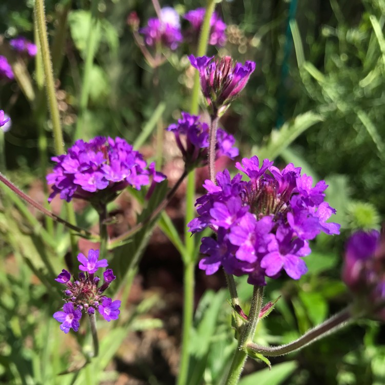 Plant image Verbena rigida syn. Verbena venosa