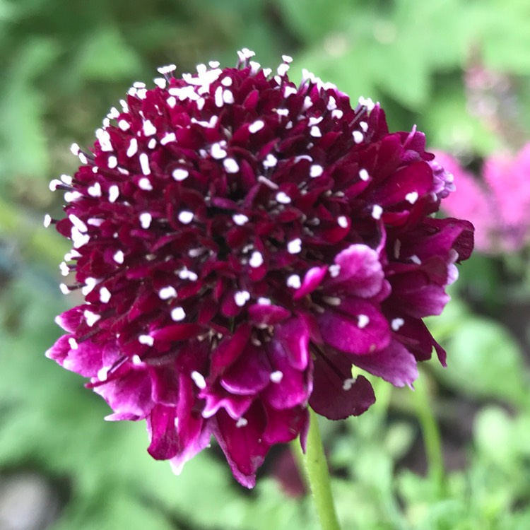 Plant image Scabiosa 'Barocca'