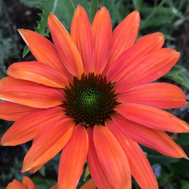 Echinacea 'Cheyenne Spirit' (Orange)