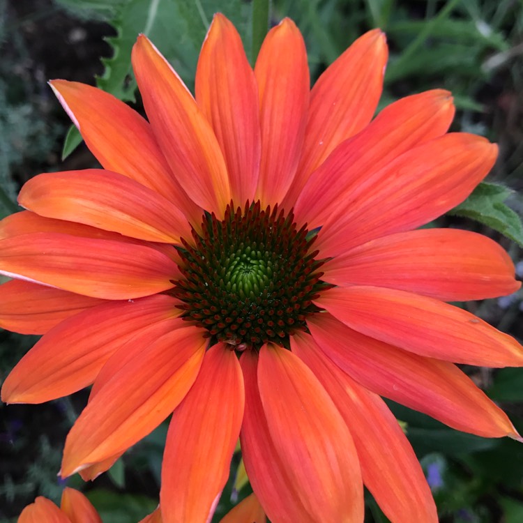 Plant image Echinacea 'Cheyenne Spirit' (Orange)