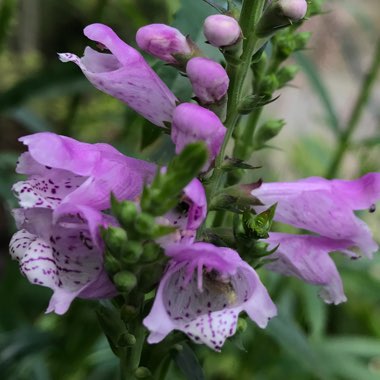 Physostegia virginiana 'Rosea'