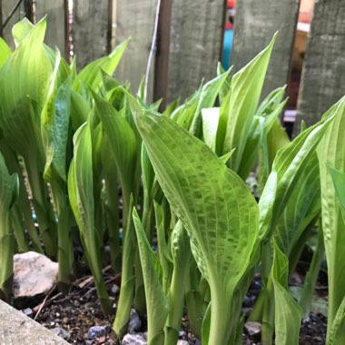 Hosta