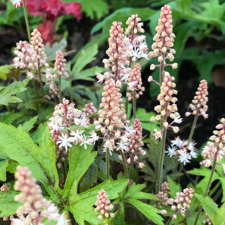 Plant image Tiarella cordifolia