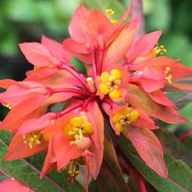 Euphorbia griffithii 'Dixter'