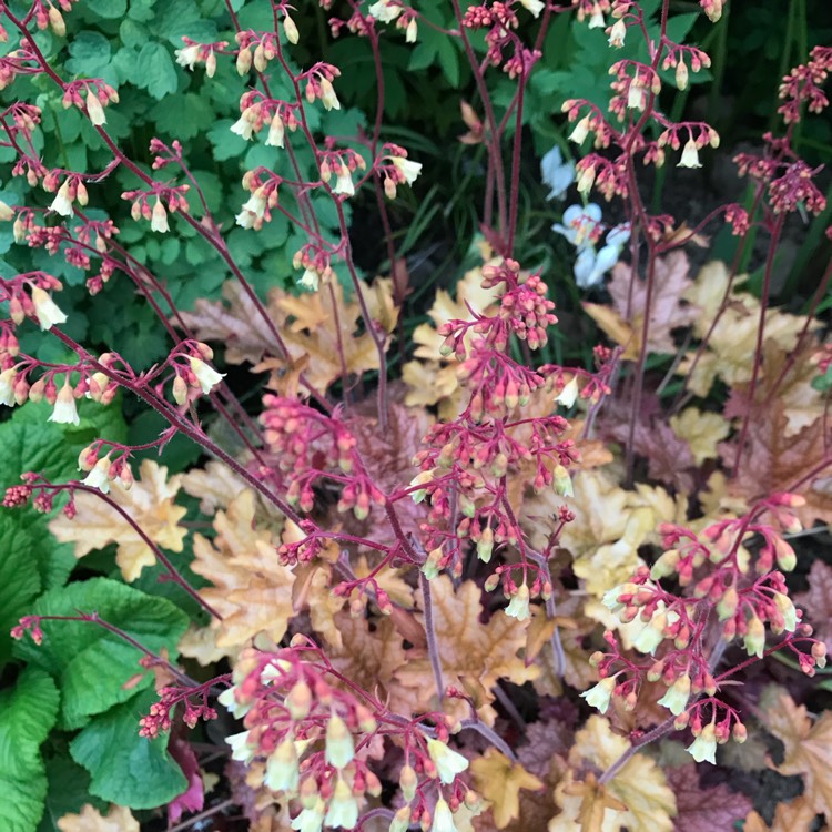 Plant image Heuchera 'Ginger ale'