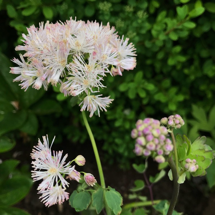 Plant image Thalictrum aquilegiifolium