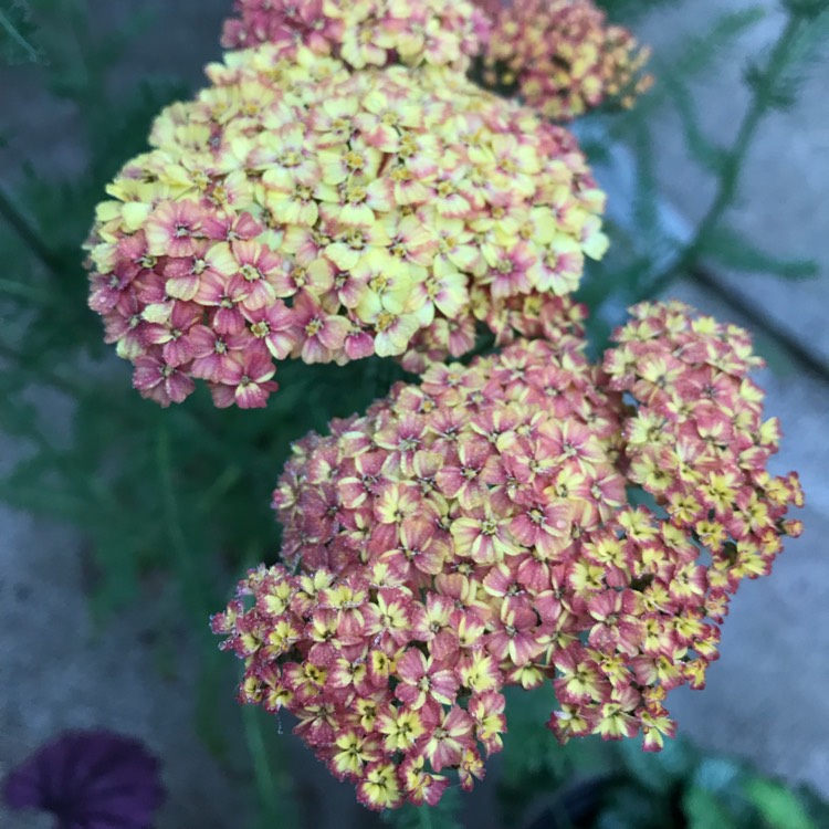 Plant image Achillea 'Desert Eve' series