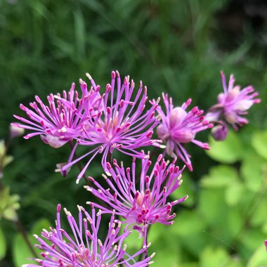 Thalictrum 'Black Stockings'