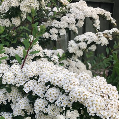 Spiraea nipponica 'Snowmound'