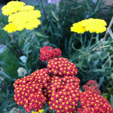 Achillea 'Walther Funcke'