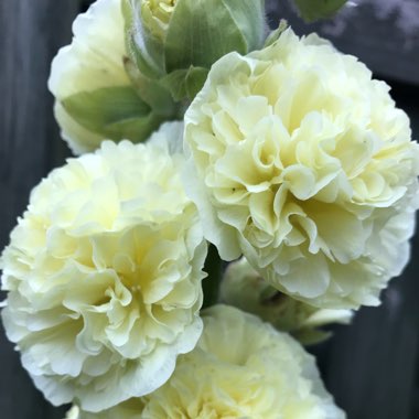 Alcea rosea 'Chater's Double Group Yellow'