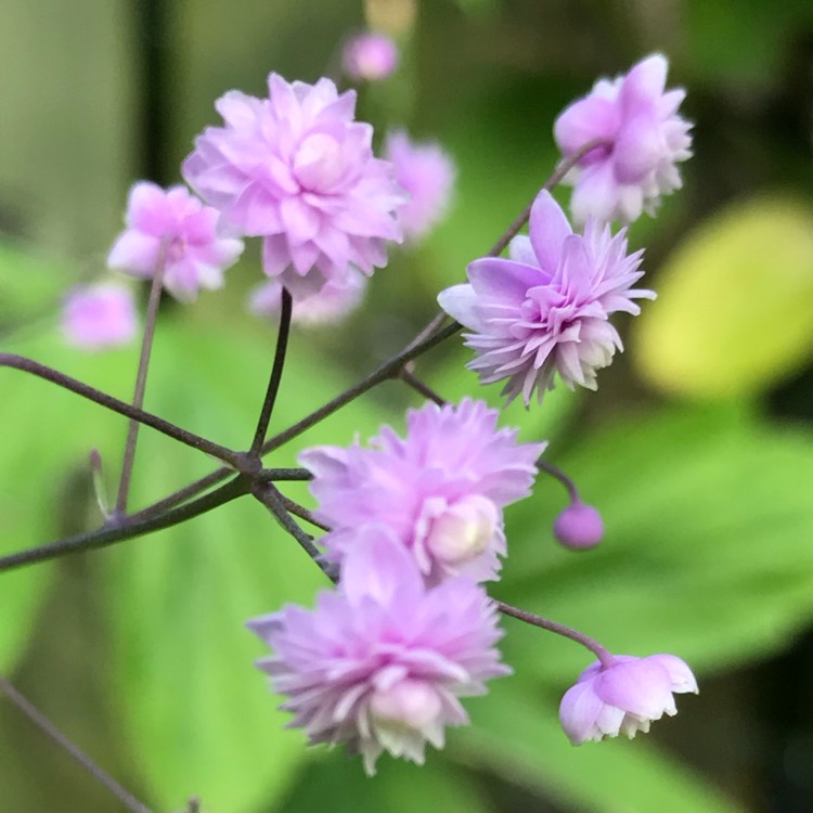 Plant image Thalictrum delavayi 'Hewitts Double'