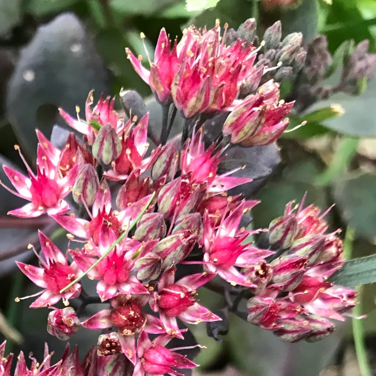 Plant image Sedum 'Vera Jameson'