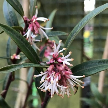 Sarcococca