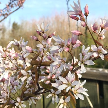 Amelanchier lamarckii