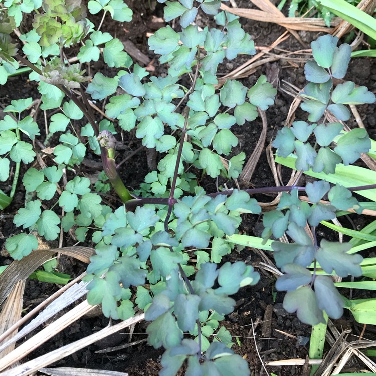 Plant image Thalictrum ‘Anne'