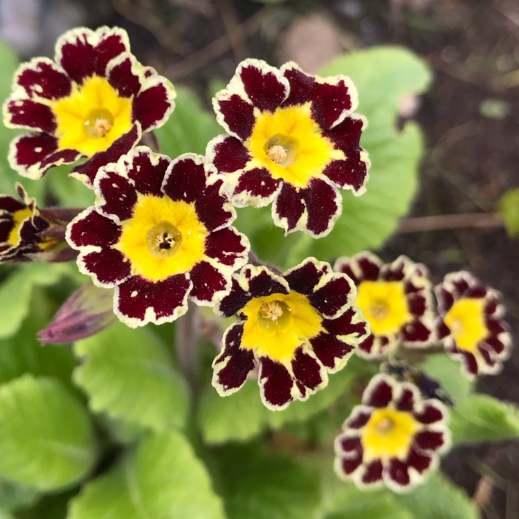 Plant image Primula 'Gold-laced Group' syn. Primula elatior 'Gold Lace', Primula elatior 'Victorian Gold Lace Black', Primula 'Gold Lace'