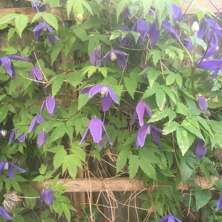 Plant image Clematis alpina 'Helsingborg'