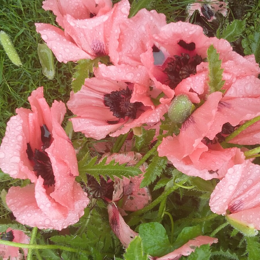 Oriental Poppy 'Princess Victoria Louise'