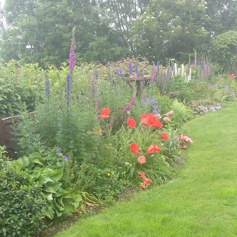 Cheryl 's garden