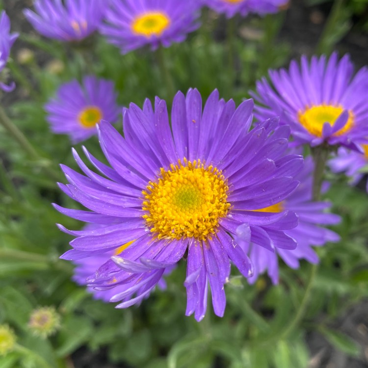 Plant image Aster alpinus 'Dunkle Shone' (Dark Beauty)