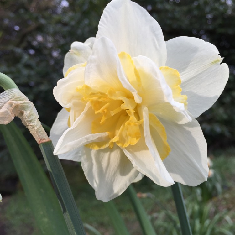 Plant image Narcissus 'White Lion'