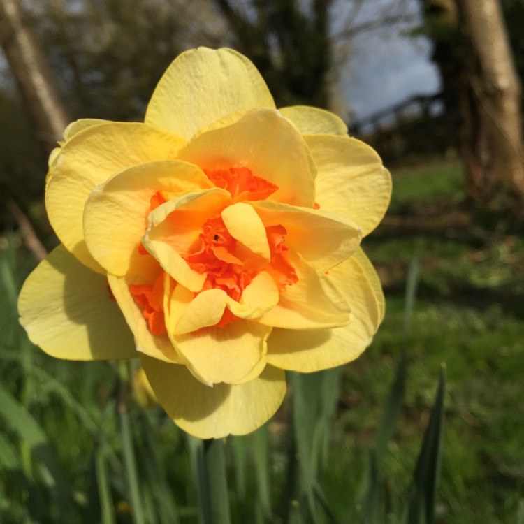 Plant image Narcissus 'Runkerry'