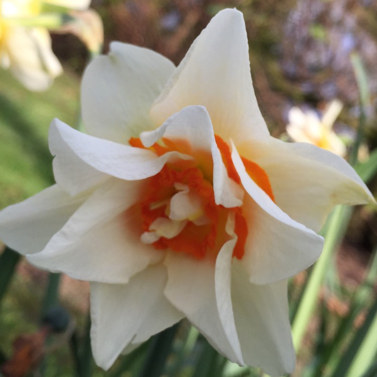 Plant image Narcissus 'Sir Winston Churchill'