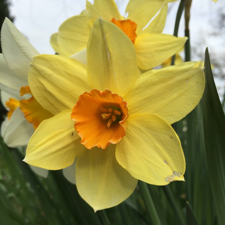 Plant image Narcissus 'Golden Dawn'