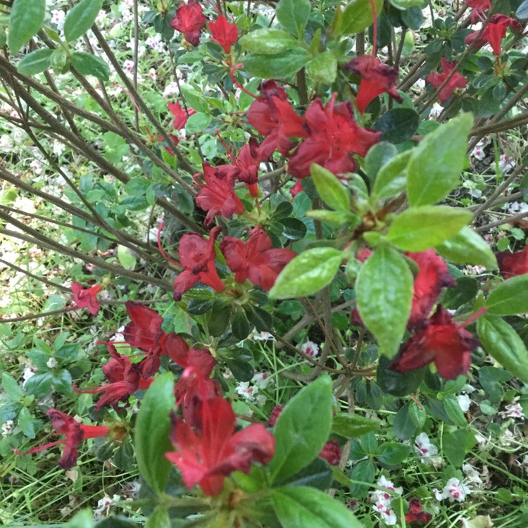 Plant image Rhododendron 'Stewartstonian'