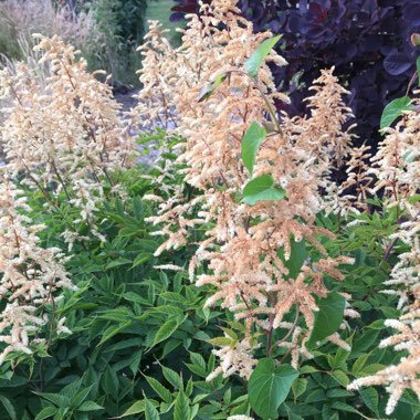 False Goatsbeard 'Cappuccino'